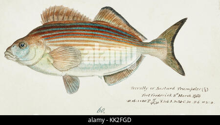 Questa collezione di illustrazioni di F.E. Clarke mostra varie specie di pesci del Pacifico meridionale, tra cui specie come Anguilla dieffenbachii e Carassius auratus. Ogni disegno evidenzia le caratteristiche anatomiche e le caratteristiche uniche di questi pesci. Foto Stock