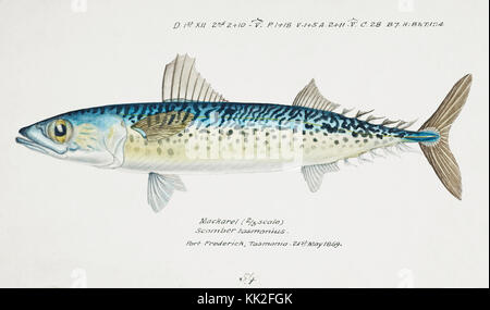 Oceano Pacifico meridionale pesci illustrazioni di F.E. Clarke 42 Foto Stock