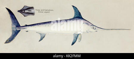 Oceano Pacifico meridionale pesci illustrazioni di F.E. Clarke 117 Foto Stock