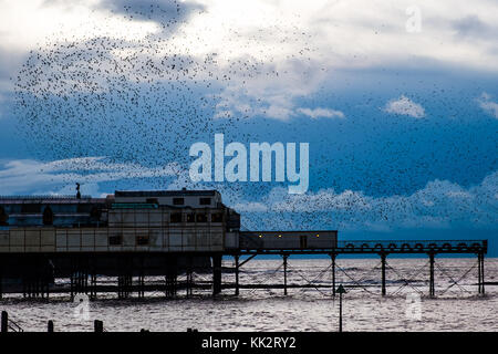 Aberystwyth Wales UK, martedì 28 novembre 2017 Regno Unito Meteo: A freddo, grigio e overcast novembre sera ad Aberystwyth migliaia di stellati in fantastiche 'murature' nel cielo sopra la città, prima di scendere a stabilirsi in masse chattering sulle gambe del molo di mare di epoca vittoriana della città. Gli uccelli poi si accoccolano insieme per il calore e la sicurezza sulle travi e travi sotto i pavimenti del molo. Foto Stock