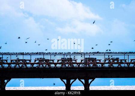 Aberystwyth Wales UK, martedì 28 novembre 2017 uk meteo: a freddo, grigio e nuvoloso novembre serata in aberystwyth migliaia di storni in picchiata in fantastiche 'murmurations' nel cielo sopra la città, prima di scendere a stabilirsi in masse chattering sulle gambe di della città in epoca vittoriana il molo sul mare. Gli uccelli poi huddle insieme per il calore e la sicurezza sulle travi e travi sotto i pavimenti del molo. Foto Stock