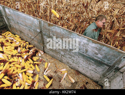 Atkinson, Iowa, Stati Uniti. 20 settembre 2009. Richard Humes, di Little York, il., dimostra come veniva fatto il raccolto prima delle mietitrebbie. Un gancio sul palmo aiuta ad aprire la buccia di mais, dandogli una presa migliore per tirare il gambo e gettarlo in un carro. Crediti: Jeff Cook/Quad-City Times/ZUMA Wire/Alamy Live News Foto Stock