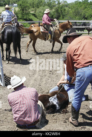 Scott county, Iowa, USA. 29 maggio, 2010. Chris hausch, garrett riley e jim seifert freeze marca un vitello con il puntone e marca. Martedì 8 giugno, 2010. Credito: quad-city volte/zuma filo/alamy live news Foto Stock