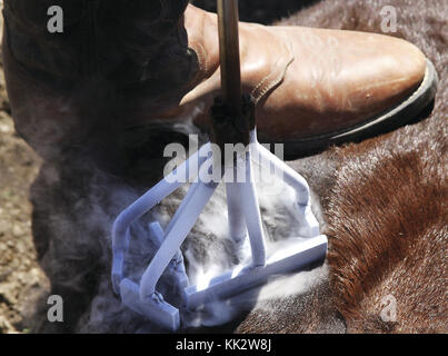 Contea di Scott, Iowa, Stati Uniti. 29 maggio 2010. A SINISTRA: Jim Seifert, di Donahue, Iowa, congela uno dei nuovi vitelli con il marchio Rafter E. I marchi sono registrati presso il Dipartimento dell'Agricoltura dell'Iowa. Martedì 27 giugno 2010. Credito: Quad-City Times/ZUMA Wire/Alamy Live News Foto Stock