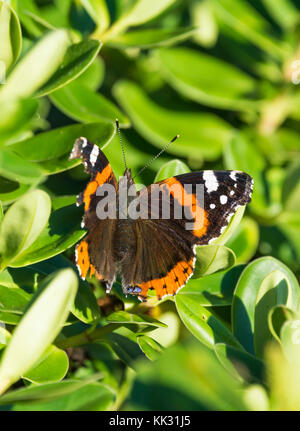 Red Admiral butterfly (Vanessa Atalanta, rosso ammirevole) in una struttura ad albero in autunno nel West Sussex, nel sud dell'Inghilterra, Regno Unito. Foto Stock