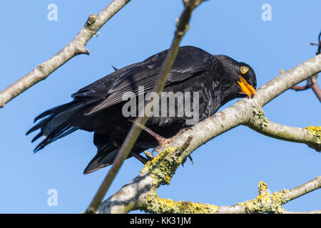 Merlo (Turdus merula) appollaiato su un ramo di albero appoggiata la testa con gli occhi chiusi in autunno nel West Sussex, in Inghilterra, Regno Unito. Foto Stock