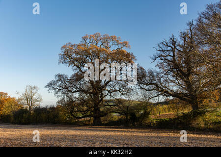 Inverno mattina a piedi in Cotswolds Foto Stock