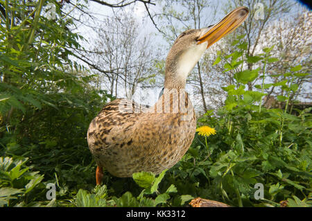 Femmina Mallard duck - Anas platyrhynchos - fotografati da un angolo basso Foto Stock