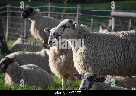 Pecore : il paese del nord mulo pecora con code di erba con lana lunga prima del taglio, il bestiame in east sussex kent boarders inverno 2017 frosty mattina Foto Stock