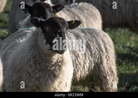 Pecore : il paese del nord mulo pecora con code di erba con lana lunga prima del taglio, il bestiame in east sussex kent boarders inverno 2017 frosty mattina Foto Stock