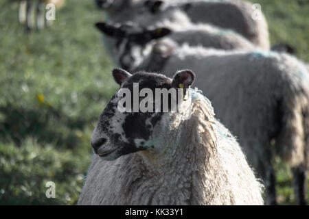 Pecore : il paese del nord mulo pecora con code di erba con lana lunga prima del taglio, il bestiame in east sussex kent boarders inverno 2017 frosty mattina Foto Stock