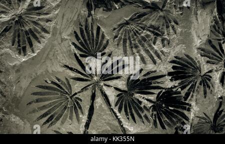 Carbonizzate del carbone fossile fossilizzato fern frond di foglie era giurassica nel museo di carbone della Cina. taiyuan city, Shanxi Foto Stock