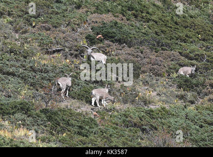 Bharal pecora blu nella valle tsum vicino al Tibet, distretto di gorkha, Nepal Foto Stock