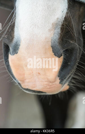 Narici nel dettaglio di un cavallo Foto Stock