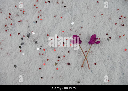 Inverno immagine di fotografia con taglio freschi Fiori stagionali di rosa viola ciclamino nella neve e spolverati con Cuori rossi piccoli e argento stelle Foto Stock