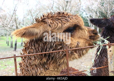 Un alpaca (vicugna pacos) Foto Stock