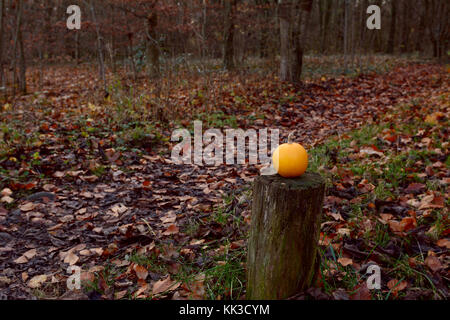 Piccola zucca arancione su un palo di legno in una foresta autunnale. lungo il percorso al di là, coperto con caduto foglie morte, con copia spazio. Foto Stock