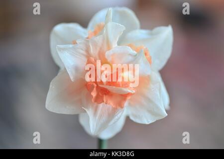 Isolato Daffodil con profondità di campo ridotta, soft concentrandosi, bokeh di fondo. Foto Stock