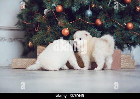 Carino samoed cuccioli vicino a un albero di natale. anno nuovo. Foto Stock