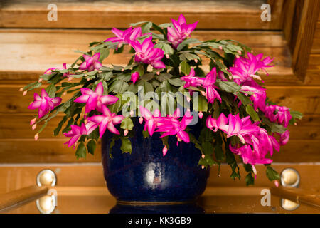 Schlumbergera "Rosso". Schlumbergera truncata, cactus di Natale, crescendo in ambienti chiusi e la fioritura in rosso dei fiori alla fine di novembre e inizio dicembre , REGNO UNITO Foto Stock