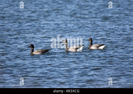 Brent oche ad alta marea Foto Stock