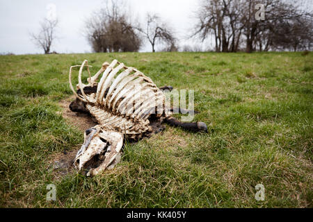 Scheletro di vacche morte decomporre in prato erboso Foto Stock