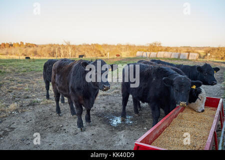 Mucche mangiano foraggi provenienti da mangiatoia in agriturismo Foto Stock