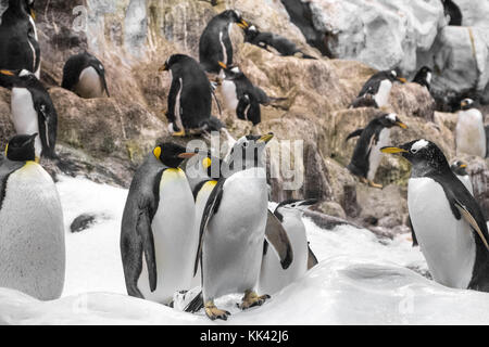 Giovane re penguin , gruppo di pinguini in zoo - Foto Stock