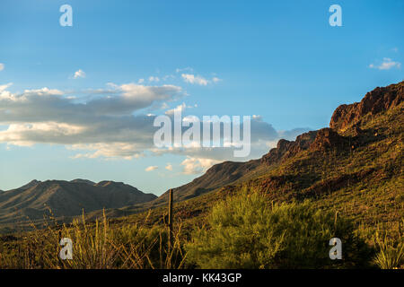 Un elfo gufo nel deserto sud-ovest usa Foto Stock