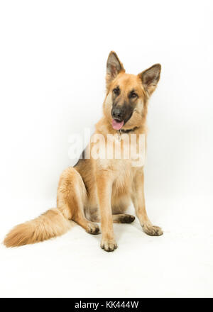 Golden Brown German Shepherd Algeratian Dog seduto contro sfondo bianco Foto Stock