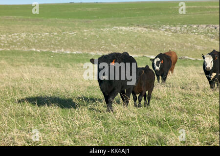 Allevamento di bovini da carne in un campo erboso a flint hills, kansas con una mucca e il suo vitello in primo piano Foto Stock