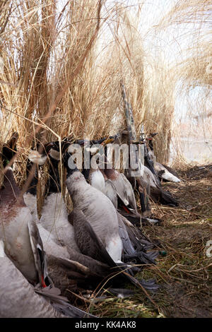 Fila di morti gli uccelli acquatici a caccia puntellato contro la vegetazione secca di un cieco o di nascondere in una linea di recessione Foto Stock