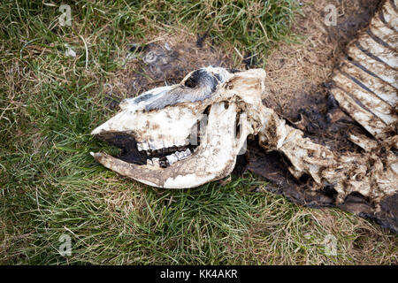 Vista ravvicinata di vacche morte scheletro cranio sdraiati sull'erba Foto Stock