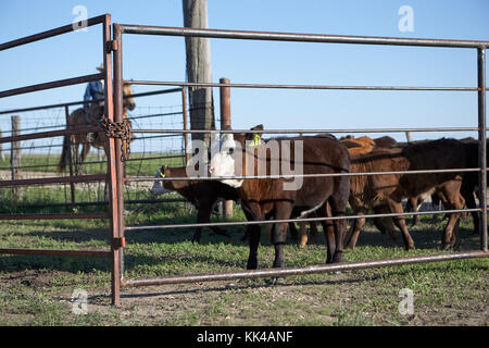 Equitazione cowboy allevamento del bestiame al pascolo nei pascoli su giornata soleggiata, Kansas, usae Foto Stock