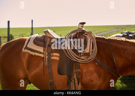 Vista ravvicinata di cavalli sellati sulla giornata di sole, Kansas, Stati Uniti d'America Foto Stock