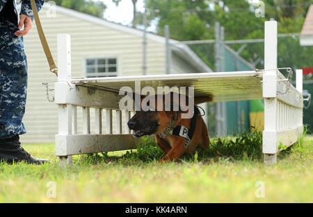 KKowalski, un cane operaio militare assegnato alla stazione navale di Mayport, corre attraverso un percorso ad ostacoli come parte dell'addestramento di resistenza e obbedienza, Mayport, Florida, 2012. Per gentile concessione di Mass Communication Specialist Seaman Damian Berg/US Navy. Foto Stock