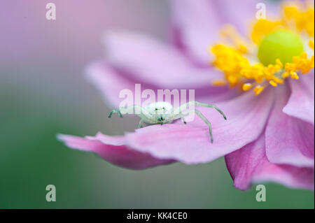 Bianco ragno granchio sui petali di rosa di un anemone giapponese fiore Foto Stock