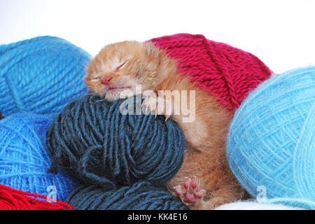 New Born Baby gatto dorme. carino bello piccolo pochi giorni orange color crema gattino. neonato abbandonato salvato orange gattino. Foto Stock