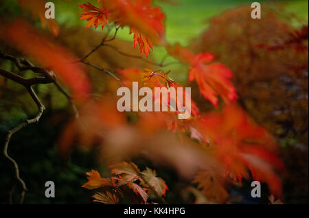 Acero, Parco Valle dei Lupi in autunno - 27/10/2010 - - acero giapponese del parco dell'arboreto di Vallee-aux-Loups - Sylvain Leser / le Pictorium Foto Stock