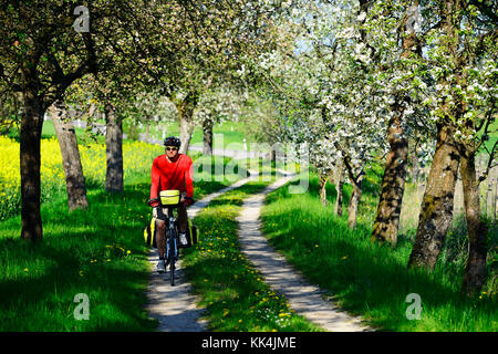 Ciclista su strada sterrata con alberi di ciliegio fioriti, vicino a Stücht, Heiligenstadt, Svizzera Franconia, alta Franconia, Baviera Foto Stock