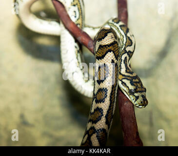 Adulto tappeto costiere python presso l'Australian venom lo zoo di Kuranda, Queensland, Australia Foto Stock