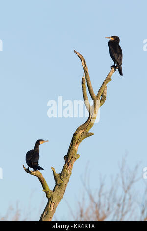 Cormorano Phalacrocorax carbo sinensis (Phalcrocorax carbo) sono ' appollaiati in un albero morto Foto Stock