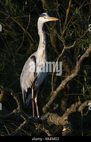 Airone cinerino (Ardea cinerea) sono ' appollaiati in una struttura ad albero Foto Stock