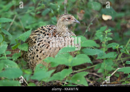 Anello femmina colli (Fagiano Phasianus colchicus) Foto Stock