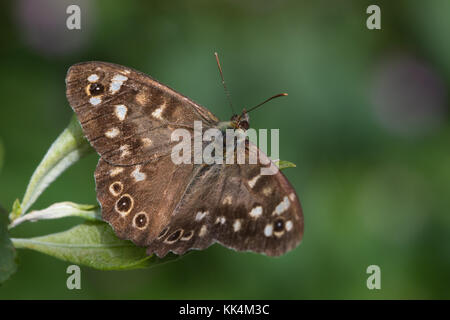 Chiazzato di legno (Pararge aegeria) farfalla in appoggio su una foglia Foto Stock