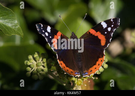 Red Admiral (Vanessa Atalanta) poggiante su ivy (Hedera helix) Fiori Foto Stock