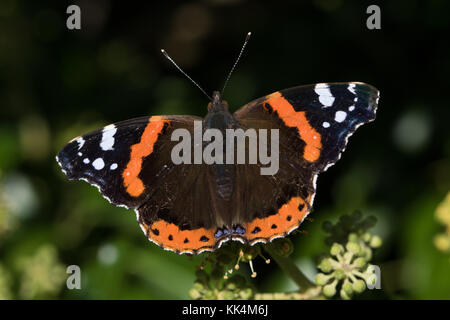 Red Admiral (Vanessa Atalanta) poggiante su ivy (Hedera helix) Fiori Foto Stock