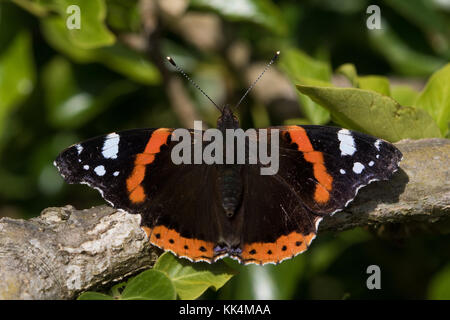 Red Admiral (Vanessa Atalanta) farfalla appoggiato su di un ramo Foto Stock