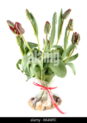 Tulipani rosso e verde rococo in una borsa isolata su bianco Foto Stock