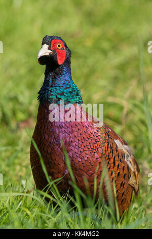 Anello maschio colli (Fagiano Phasianus colchicus) Foto Stock